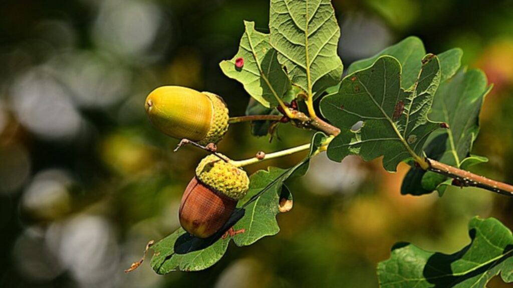 Che cosa c'è da sapere sulla quercia