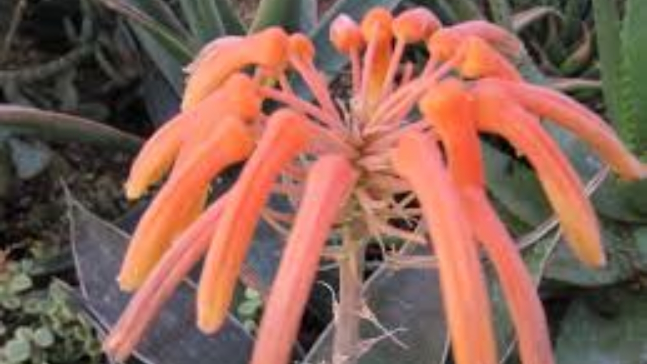 aloe striata rosa