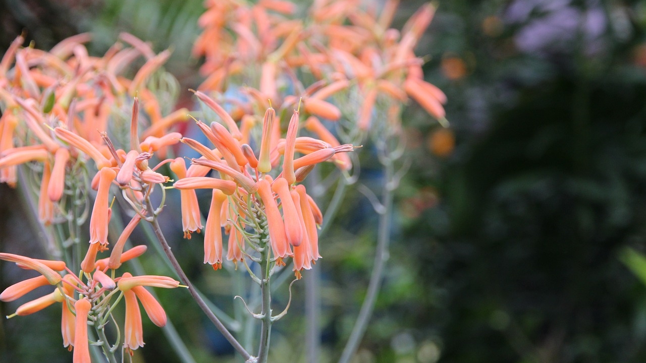 foglie di aloe striata