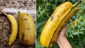 La banana Hua Moa, un raro frutto polinesiano