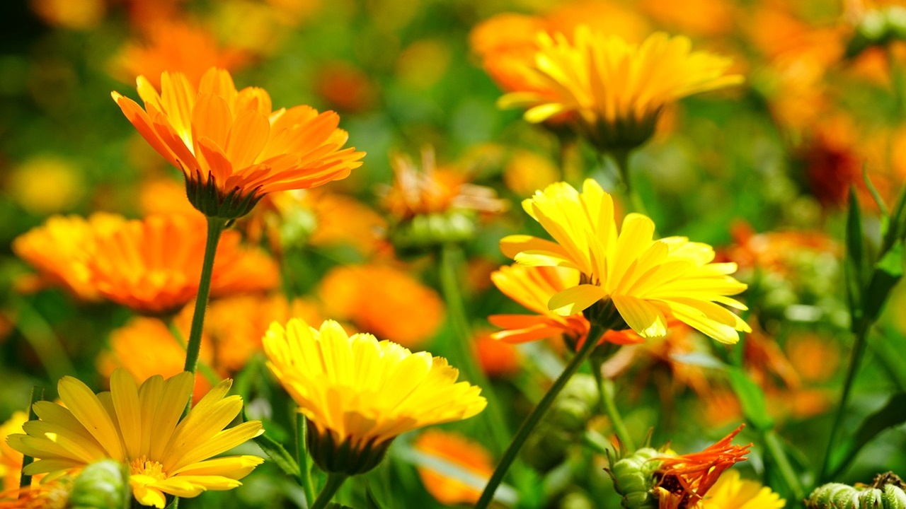 calendula repellenti