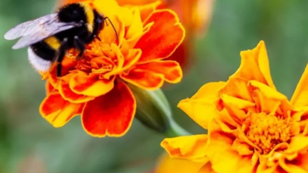 calendule con impollinatori