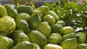 Il cedro: tutte ciò che sappiamo sul frutto più bello di Calabria