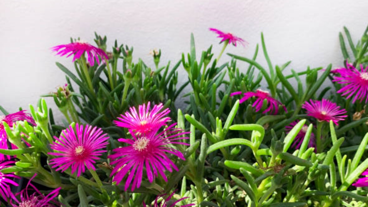 fiori di delosperma