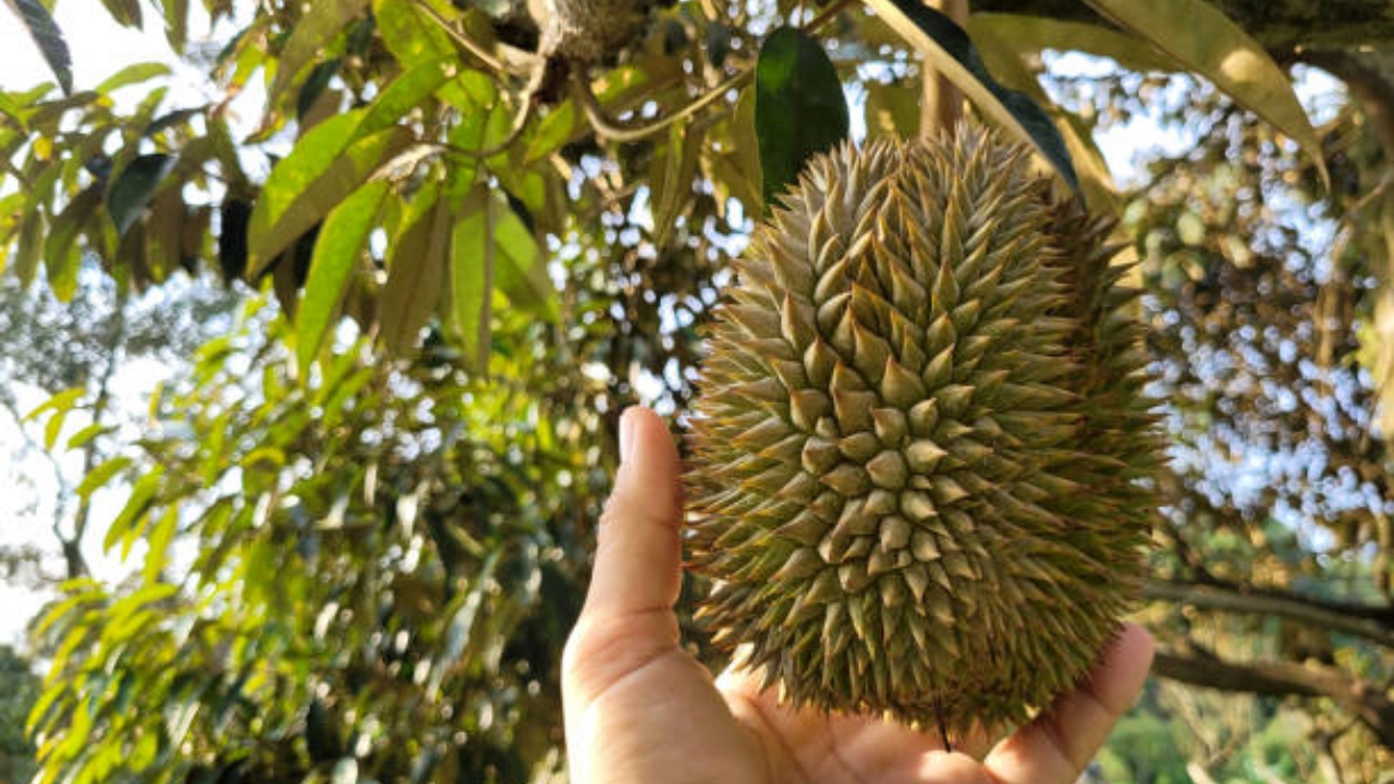 pianta del durian