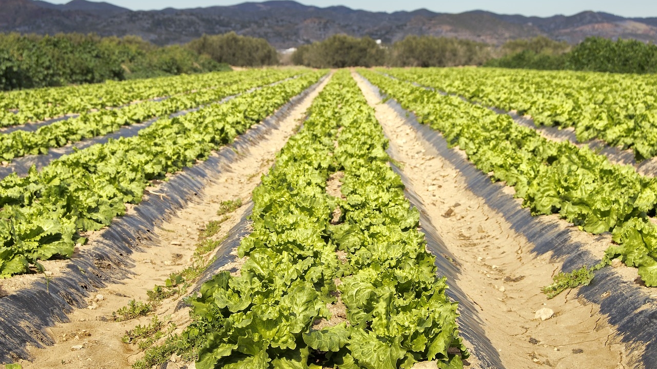 campo di lattuga