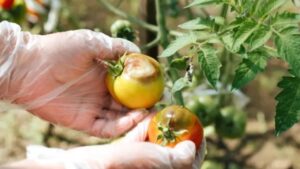 Come posso prevenire la peronospora nei pomodori? Cosa fare