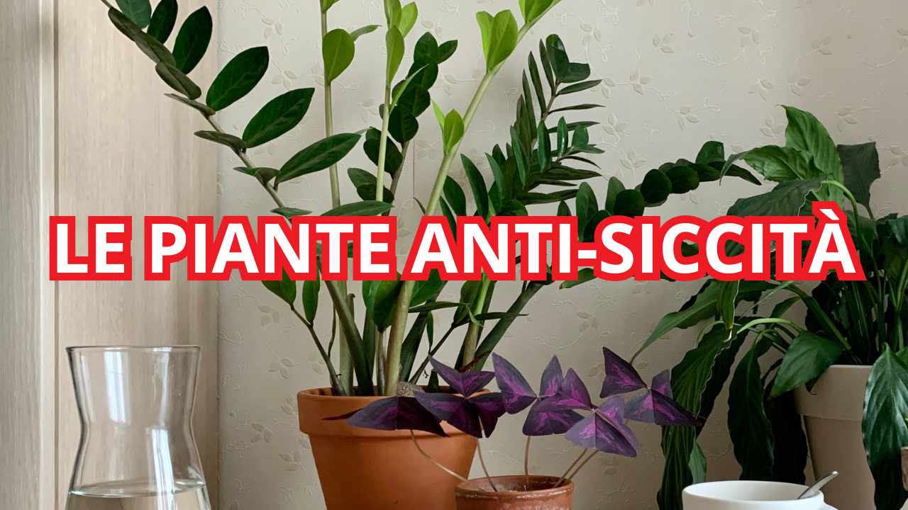 piante anti siccità