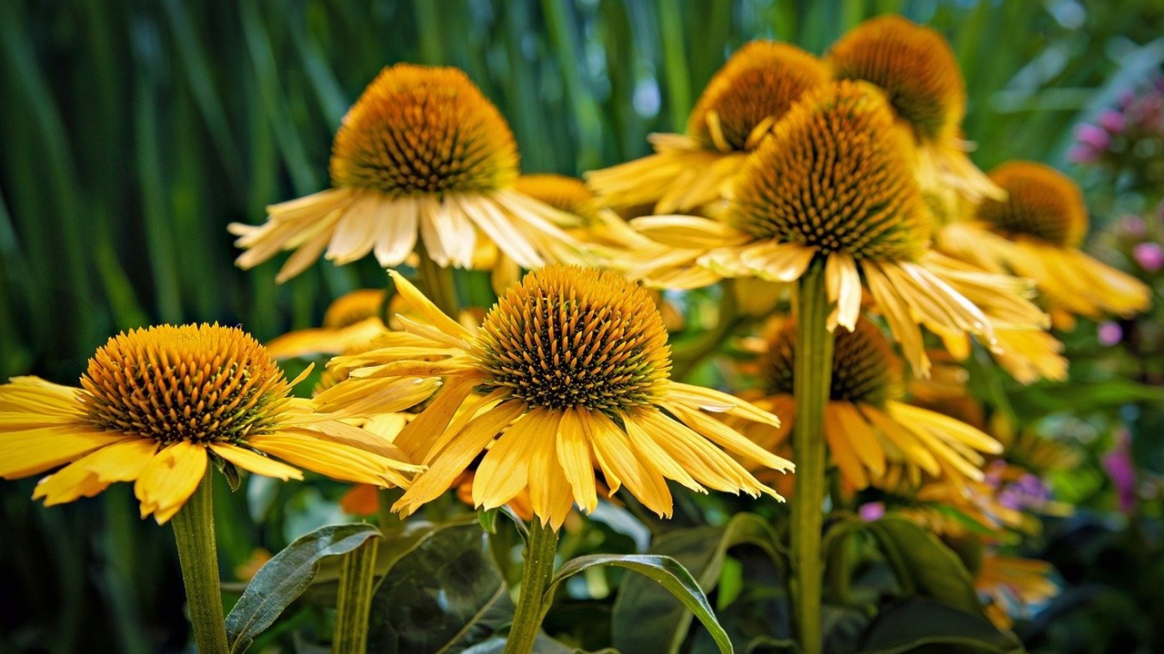 piante perenni echinacea