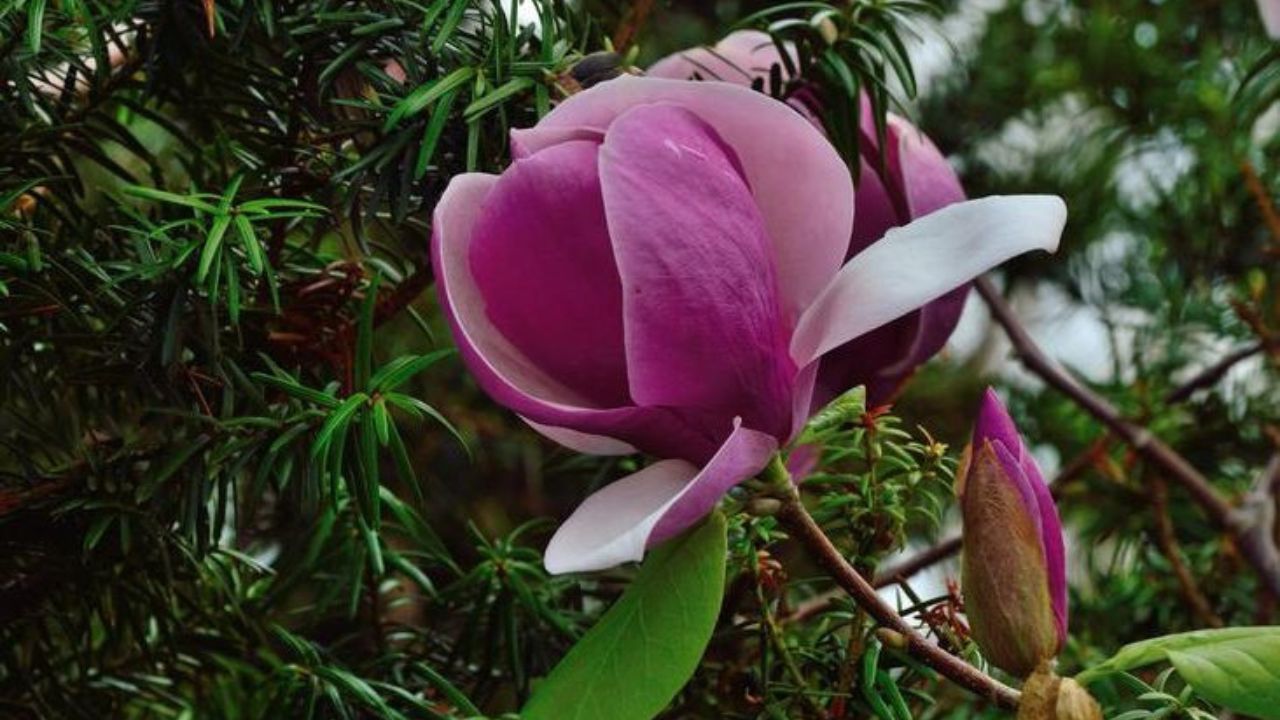 Magnolia obovata 