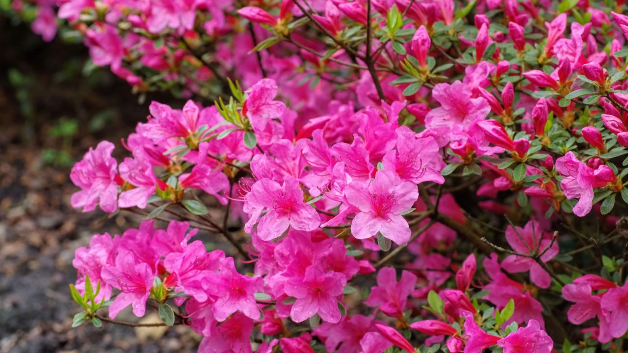 Azalea japonica 