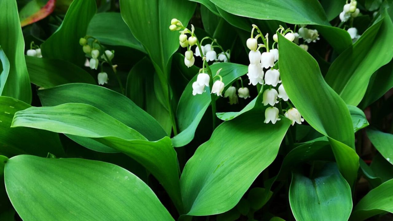 Fiori di mughetto