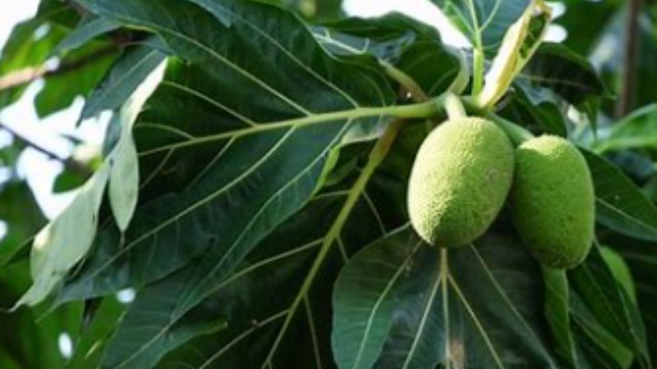 Albero del pane, caratteristiche