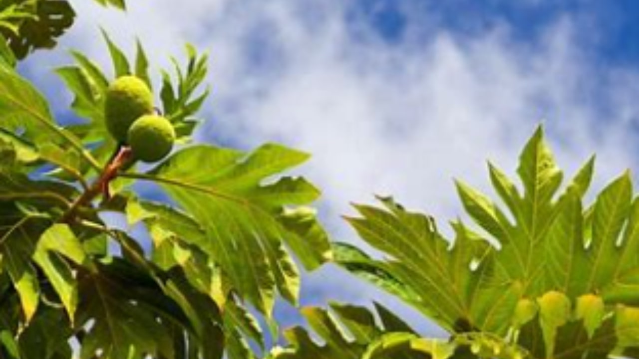 Come prendersi cura dell'albero del pane