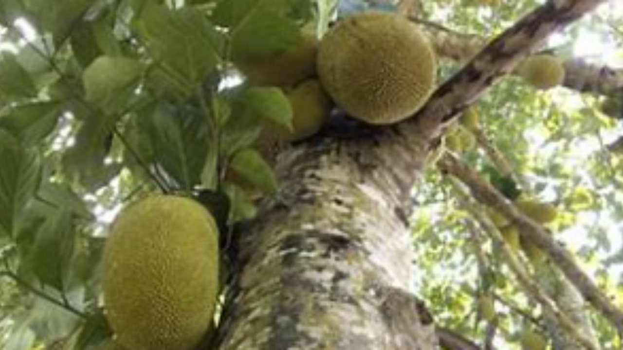 Come prendersi cura dell'albero del pane