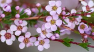 Fiore di cera: consigli, simbologia e significato della pianta dell’Hoya carnosa