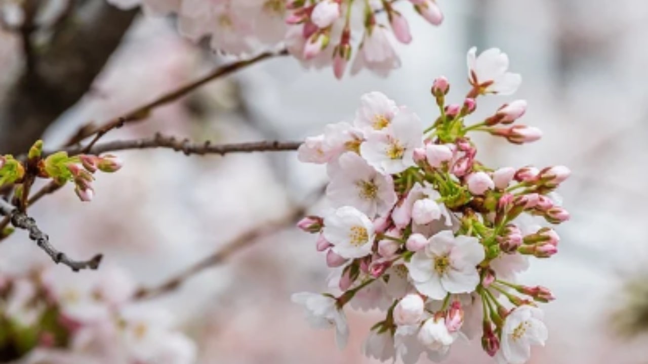 Le caratteristiche dei fiori di pesco