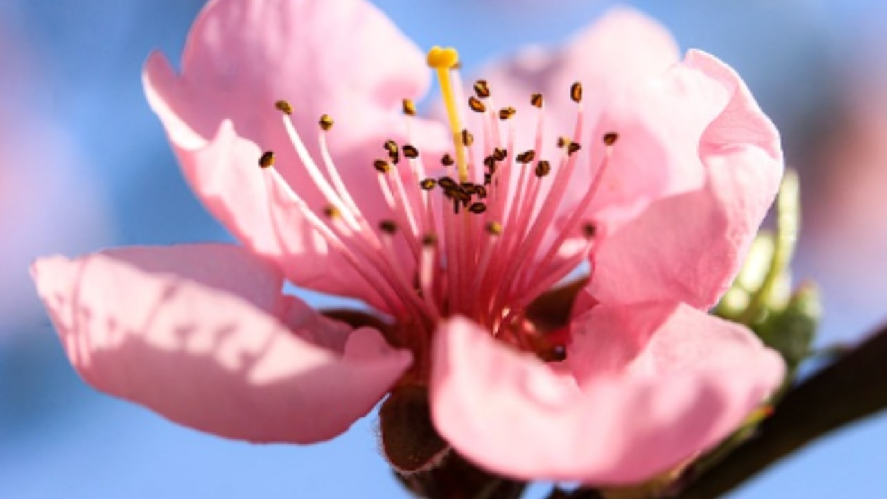 Tutto quello che bisogna sapere sul fiore di pesco