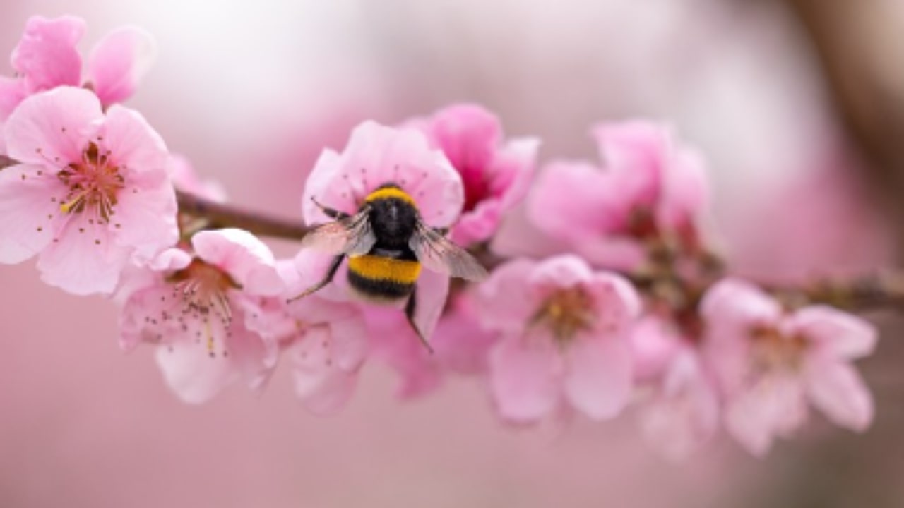 Fiori di Pesco: leggenda