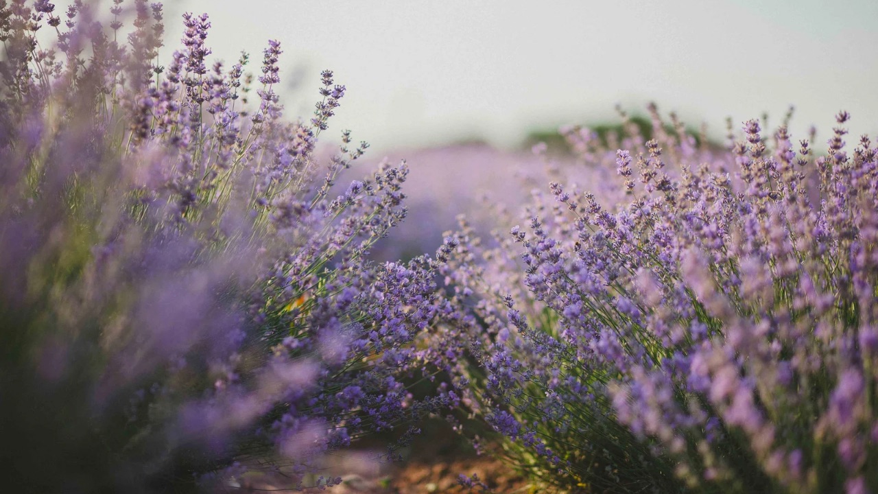 Lavanda repellente zanzare