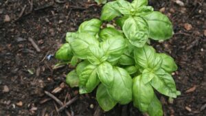 Basilico: il segreto per una pianta bellissima, sana e rigoglioso