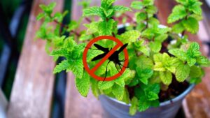 La piante contro le zanzare: quali sono le più efficienti