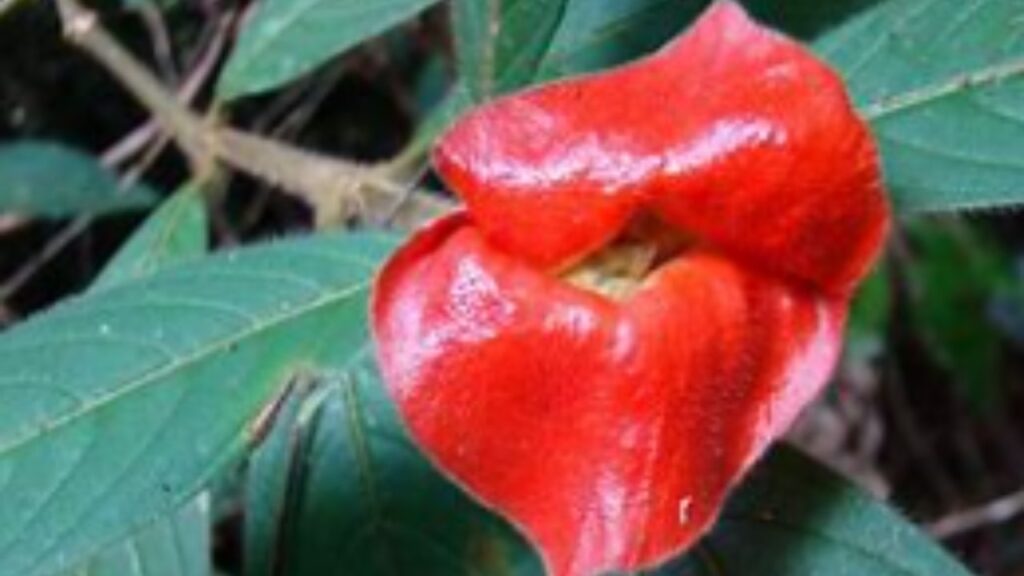 Le caratteristiche della psychotria