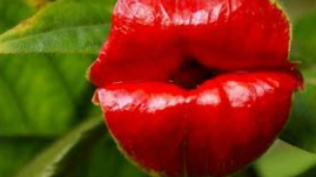 Come appare il fiore della psychotria