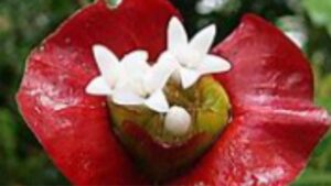 Psychotria Elata, la pianta con il fiore a forma di labbra: una vera meraviglia della natura