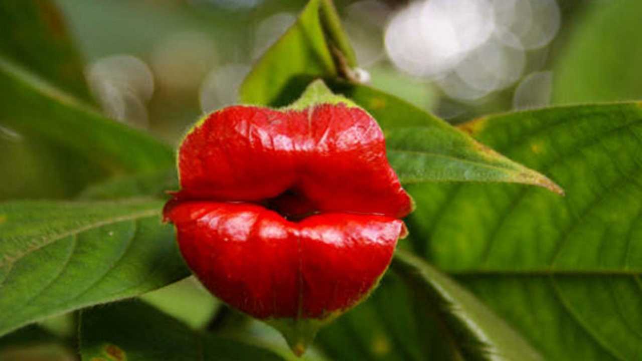 Psychotria elata