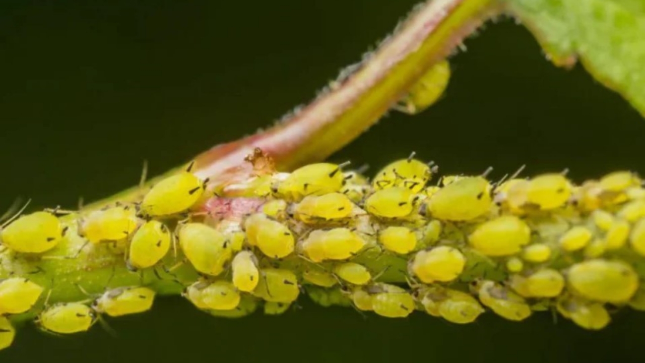 afidi e cocciniglie