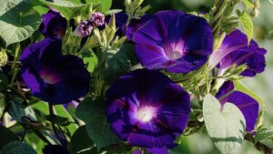 Bella di giorno, trucchi e segreti per coltivare la Morning Glory o Ipomea