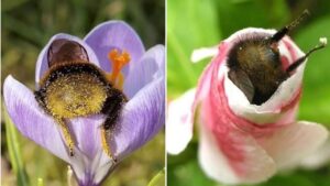 Cosa ci fanno questi bombi nei fiori? Beh, la siesta