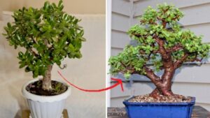 Come realizzare un bonsai da un albero di giada