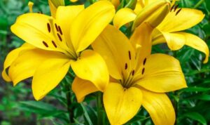 Come concimare le daylilies in primavera: quest’anno fioriranno in abbondanza