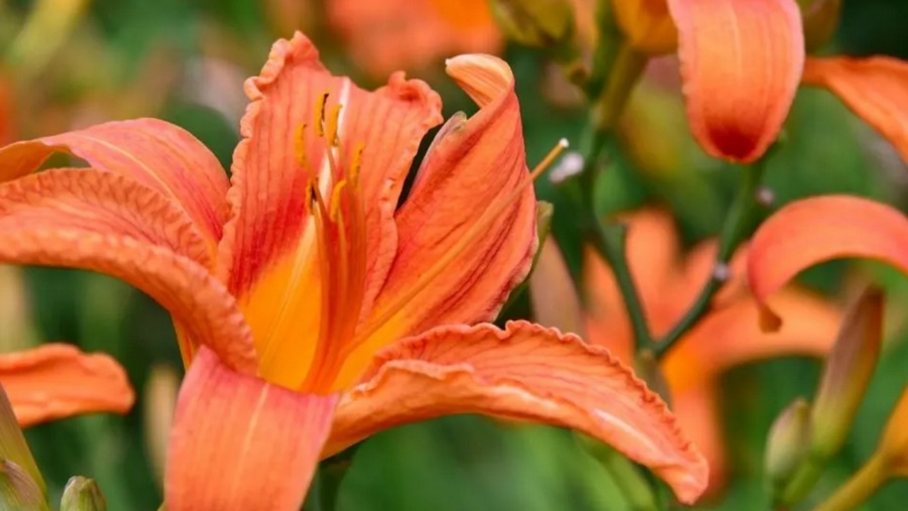 daylilies colorati