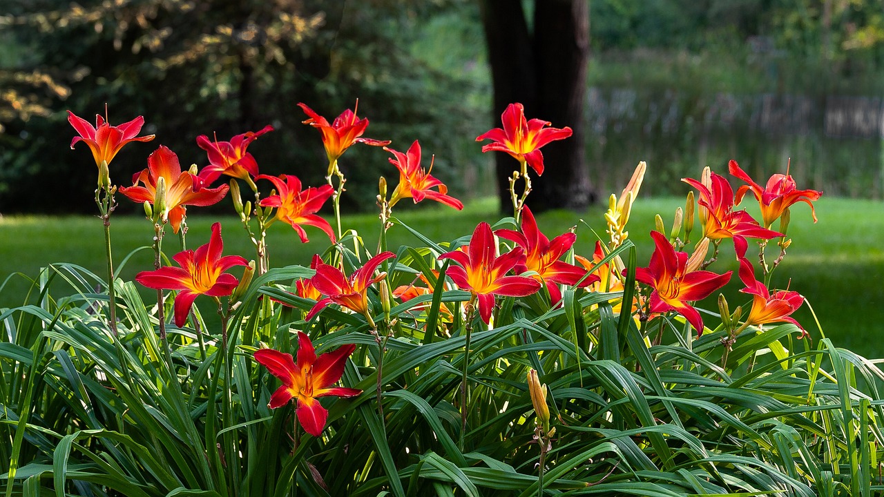 daylilies in giardino