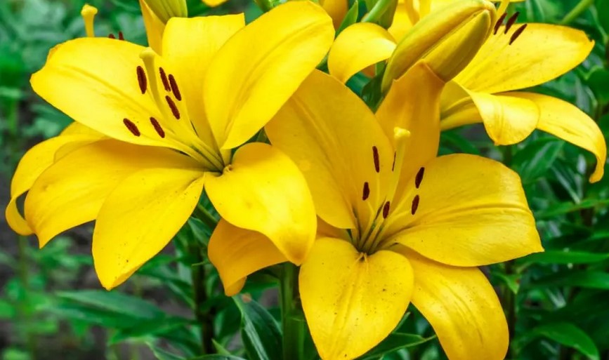 piante di daylilies