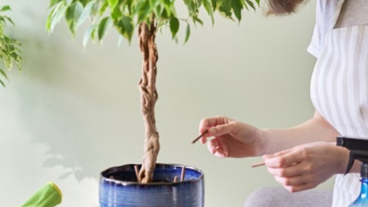 ficus e concime