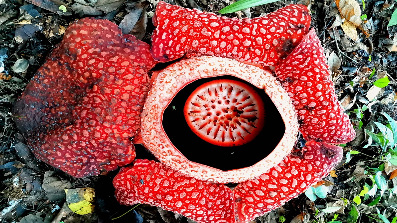 fiori più grandi, rafflesia