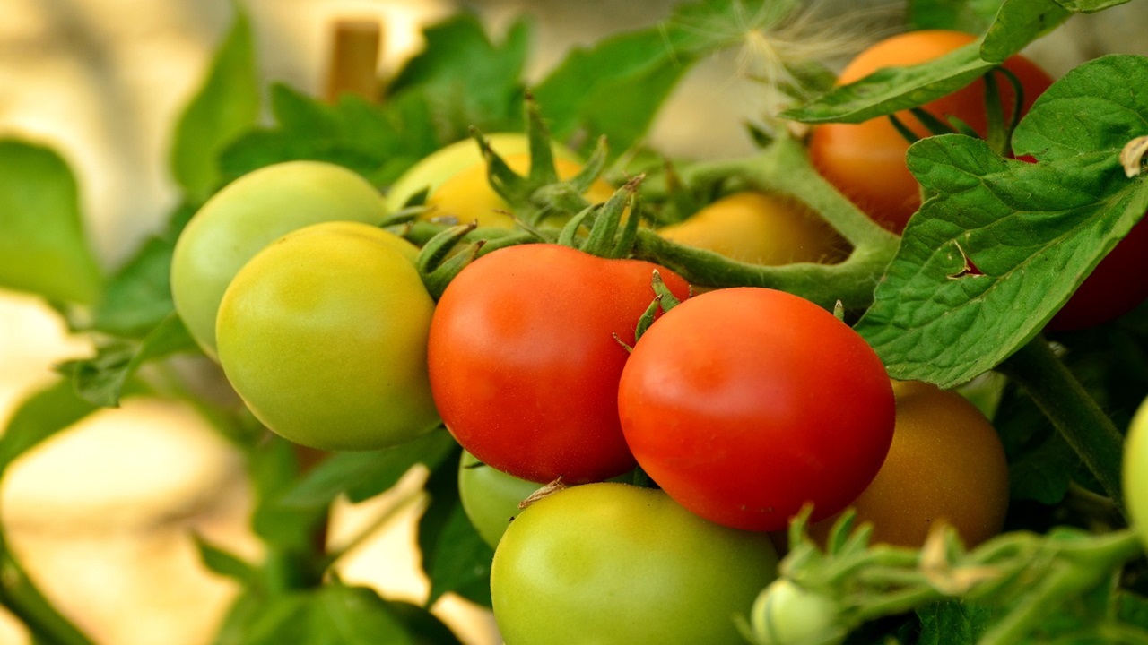 foglie pomodoro