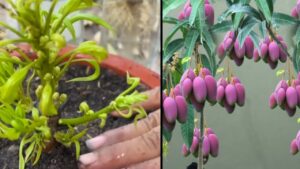 Come coltivare alberi di mango da talea in acqua