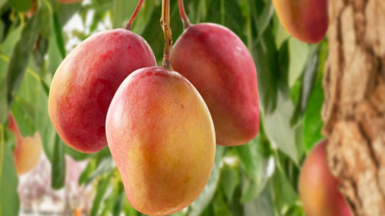 albero di mango