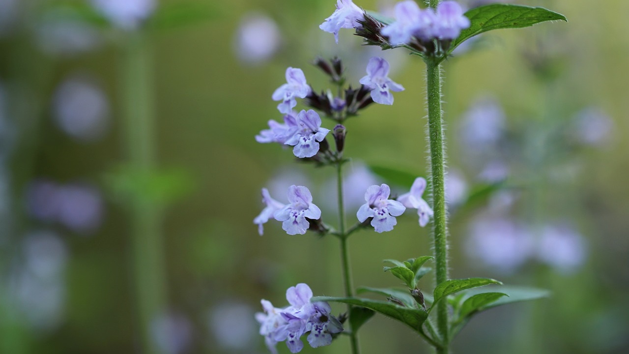 menta montagna