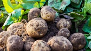 Come concimare le patate: il segreto per un grande raccolto