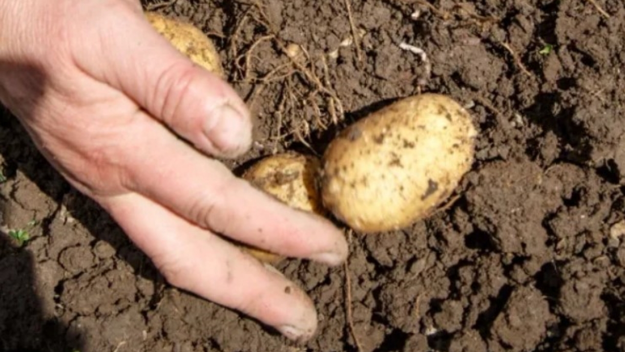 patate nel terreno