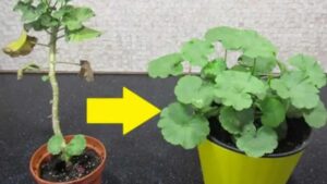 Come trasformare un pelargonium in un arbusto: vi basteranno 5 minuti