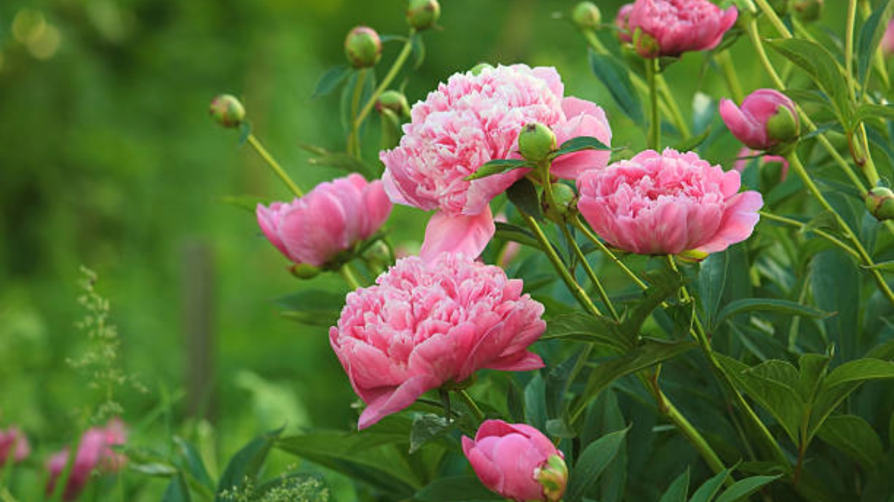 peonie in giardino