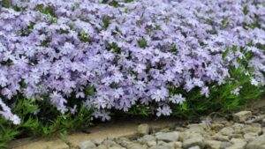 Cosa fare con il phlox strisciante dopo la fioritura: tutto ciò che c’è da sapere