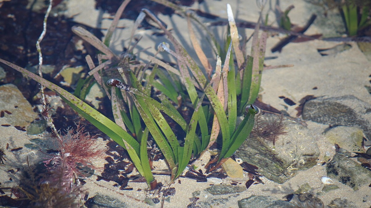 pianta grande mondo posidonia